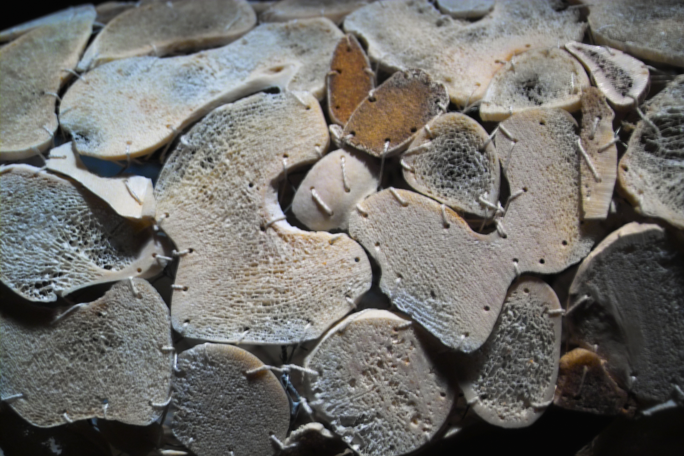 Erasme_Anatomie_Fabre_IMG03582