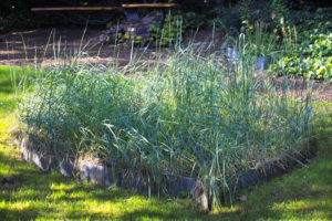 Erasme_Jardin_IMG03281