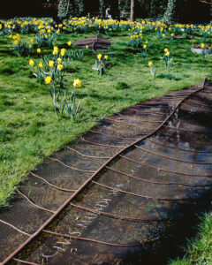 Erasme_Lafontaine_jonquilles_Louis