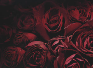 Roses rouges