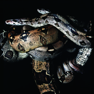 Marie-Jo Lafontaine_worl wide web, 1996